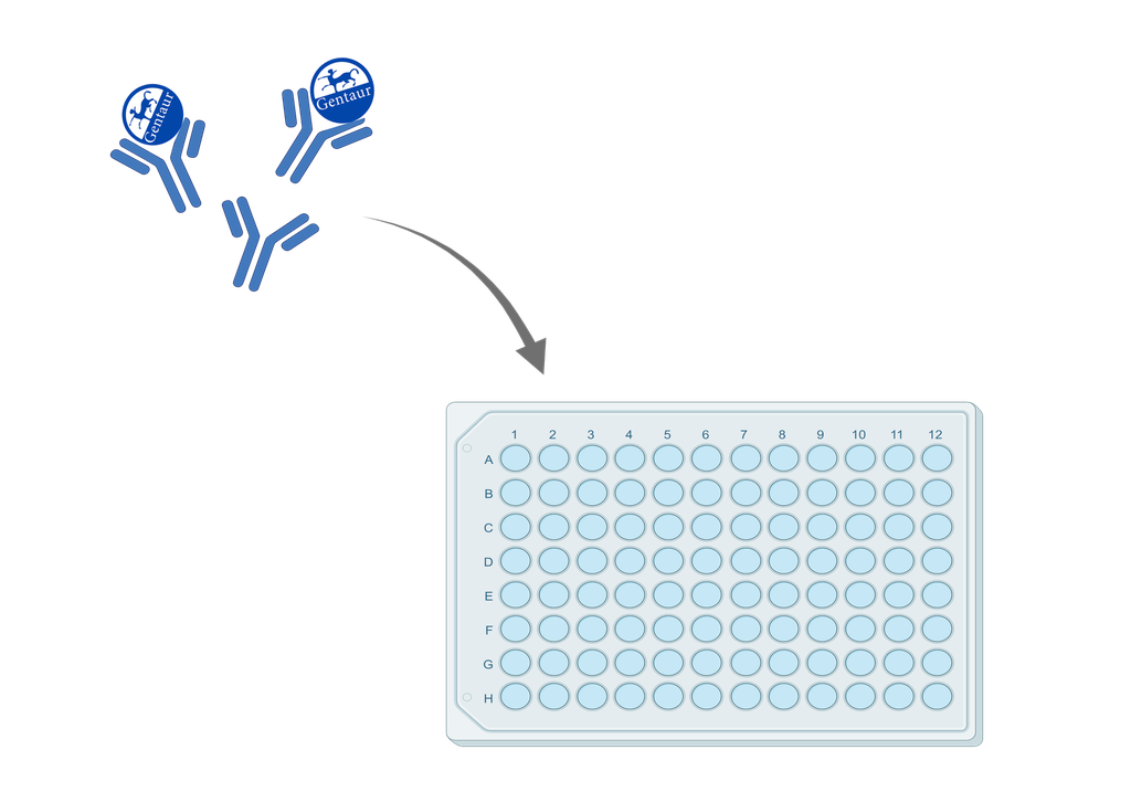 ELISA Protein quaking (QKI)  