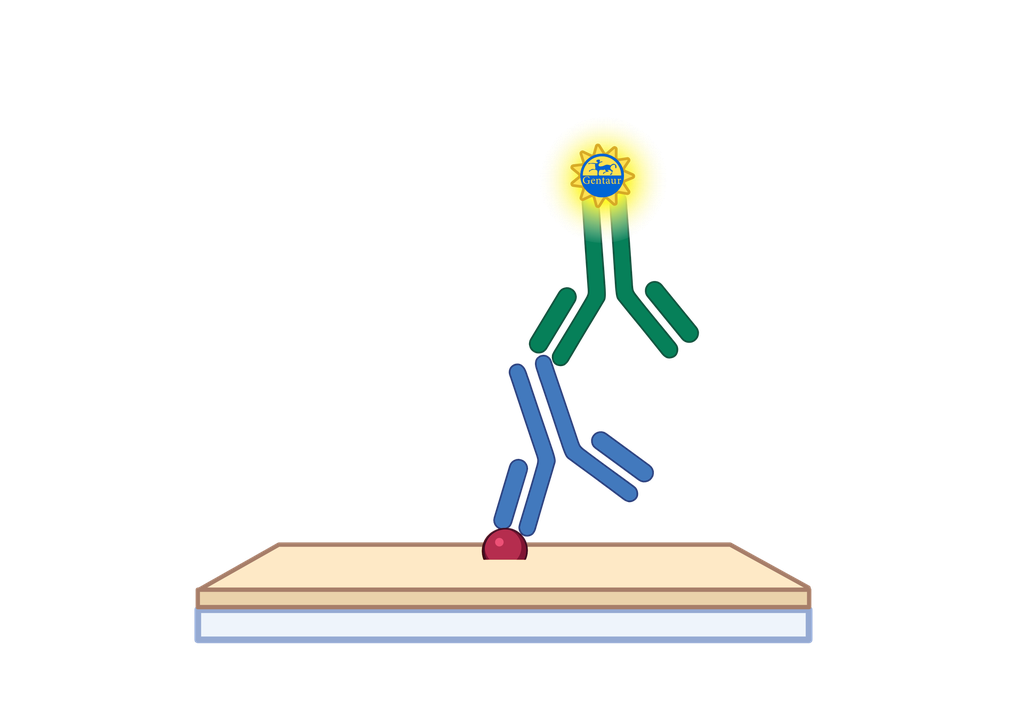 ELISA   5HT5A receptor anti-
