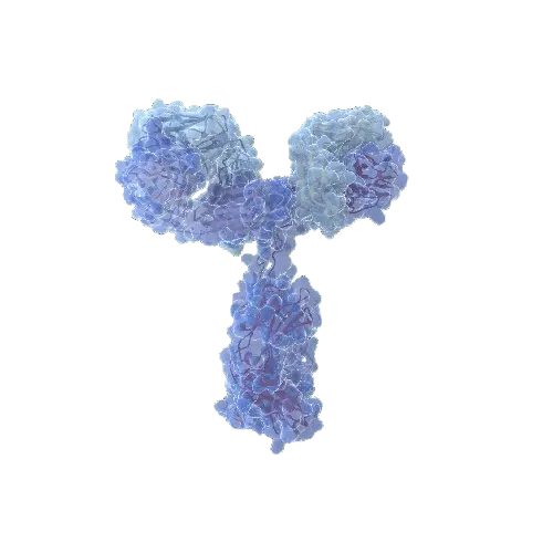CD80 (Human) IP-WB Antibody Pair