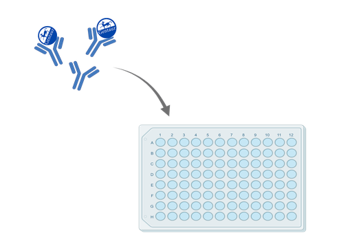 [AE24874PI] ELISA Protein quaking (QKI)  