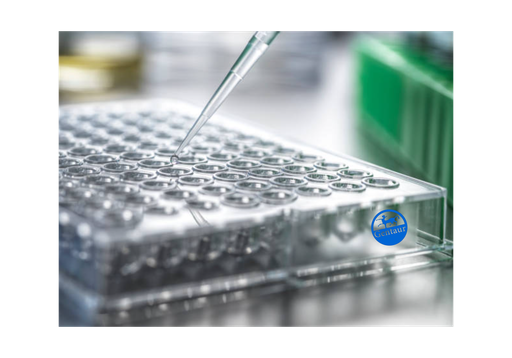 [DF3504] ELISA   5HT5A receptor anti-